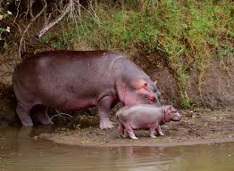 .::El Hipopótamo común::. Images?q=tbn:ANd9GcTHnl9o5qCKdGtf5Wix5AZ_C6YupgNbOcZEupg_Yu6xsSl3FeSBjA