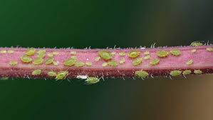 how to get rid of aphids 13 foolproof ways