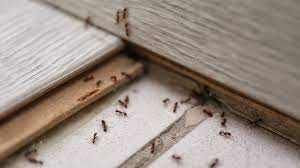 How To Keep Bugs Out Of Basement Tips
