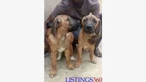 Find bullmastiff puppies and breeders in your area and helpful bullmastiff information. Bullmastiff Puppies For Sale Lagos Lagos Nigeria Loozap