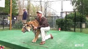 Tigermania is here and in full effect. Tiger King Star S Niece Claims Joe Exotic Is Worse In Real Life