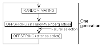 Selection And The Single Gene