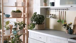 Le piante da appartamento ossigenano l'ambiente, depurano l'aria, contrastano l'umidità, eliminano i cattivi odori. 10 Piante Da Interno Come Prendersene Cura