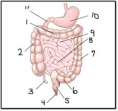 digestive small large intestine