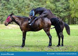 Cavalli Facendo Sesso Sul Prato Immagine Stock - Immagine di animale,  prato: 115122901
