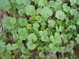 Here is a guide to the most common garden weeds. Summer Annual Weeds And Biennials