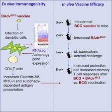 A Recombinant Bovine Adenoviral Mucosal