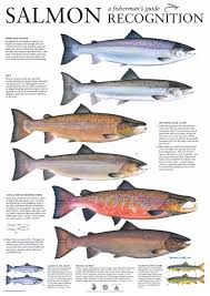 Salmon Identification Fish Salmon Species Sea Fish