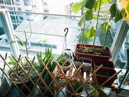 How To Create A Successful Urban Garden