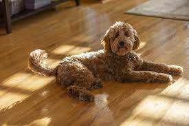 Top 3 Dog Friendly Flooring Options