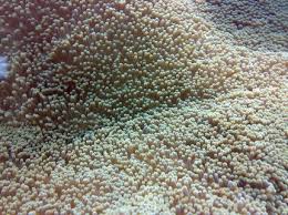 carpet anemone information care