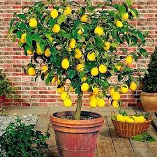Image result for free lemon tree in pots stock photos