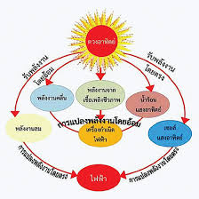 แมว ภาษา เหนือ