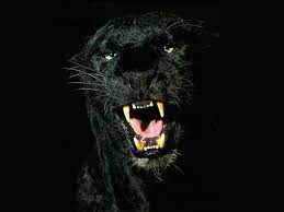 Gambar wallpaper harimau hd terlihat keren. Black Jaguars Animal Wallpaper Macan Kumbang Black Panthers Panther
