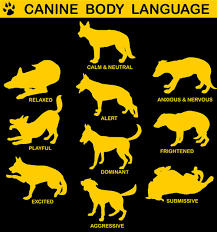 Dog Communication Body Language Doglistener