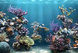 Pertamina berkontribusi dalam pelestarian terumbu karang di indonesia lewat teknologi biorock. 1 8 Dari Terumbu Karang Dunia Ada Di Laut Indonesia