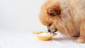 can dogs eat greek yogurt petietec