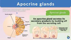 apocrine gland definition and