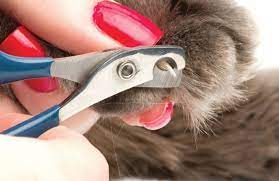 Come tagliare le unghie al gatto?