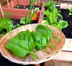 Container Gardening Easy Vegetables To