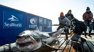 There's a 1,000-pound great white shark ...
