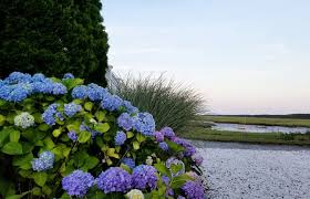 cape cod hydrangea festival cape cod