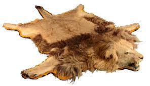 lot detail african lion skin rug