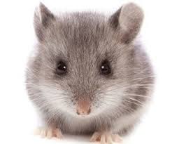 how to remove dead rodents and the