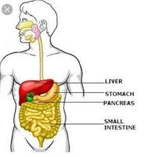 The pancreas has many different types of cells, each of which can give rise to a different type of tumor. Draw Neat Diagram Of Human Alimentary Canal Label The Parts Liver Pancreas And Write The Function Of Brainly In