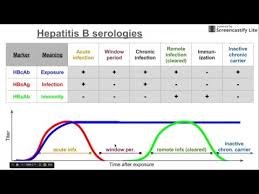 Hepatitis B Serologies Youtube