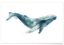 Humpback Whale Illustration Poster