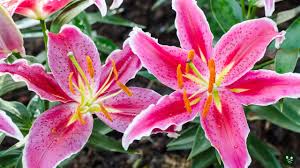 lily flower meaning symbolism color