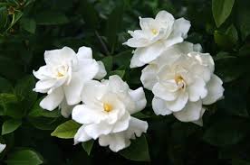 White Gardenia 56 Off