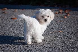 maltese puppies the ultimate guide for