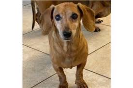 We are dedicated to breeding the best dachshund puppies. Dachshund Puppies For Sale From Austin Texas Breeders
