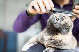 alleviating your cat s dry skin causes