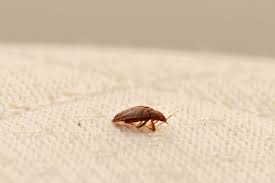 How long does it take to get rid of bed bugs? Blog Why Do It Yourself Bed Bug Control Fails In South Carolina Homes