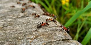 How do I get rid of ants from my garden?