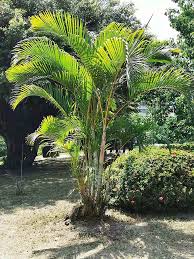 Dypsis Lutescens Wikipedia