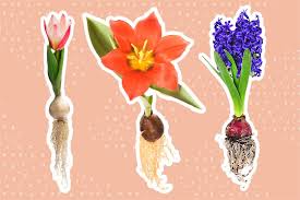 best places to flower bulbs
