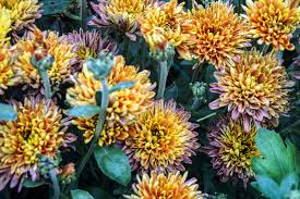 chrysanthemum meaning and symbolism
