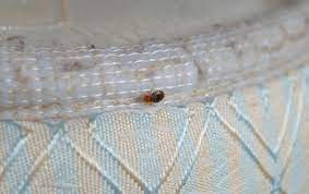 Do Bed Bugs Come Through Walls Bedbugs