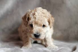 poodle puppies everything you need to