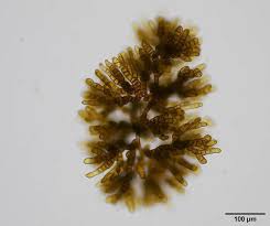a genetically male strain of giant kelp