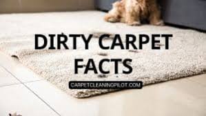 all carpet cleaning facts carpet
