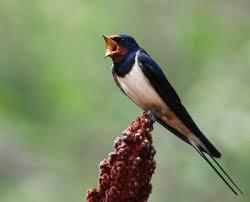 Селската лястовица (hirundo rustica) е дребна птица от семейство лястовицови (hirundinidae), разред врабчоподобни (passeriformes). Ates Trejd Ood Novini