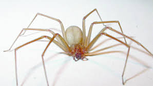 Las arañas reclusas son ahora identificadas como miembros de la familia sicariidae, habiendo sido anteriormente colocadas. Esto Salvara Tu Vida Si Te Pica Una Arana Violinista