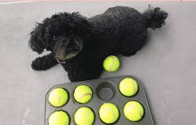 Maybe you would like to learn more about one of these? 5 Diy Dog Puzzles Homemade Food Puzzles Your Dog Will Love