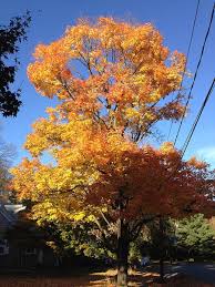 interesting facts about maple trees