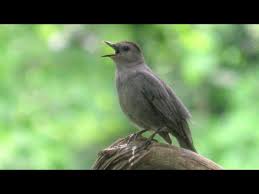 gray catbird singing you